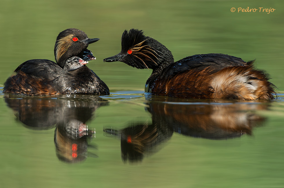 Zampullin cuellinegro (Podiceps nigricollis)